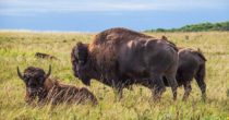Bisons in Manitoba, ein tolles Ziel für Wohnmobilreisen